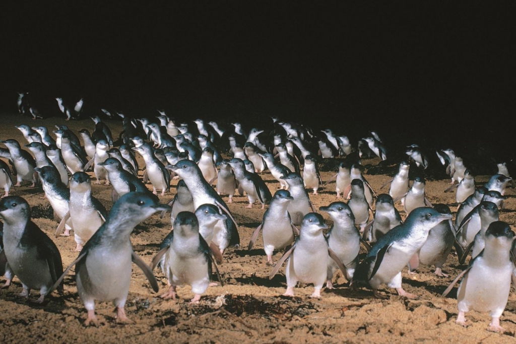 Pinguin_Parade