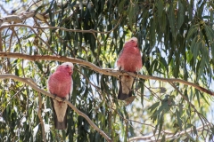 20171206_141821_NIKON D500_DxO.jpg