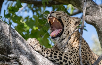 Africa2019-31