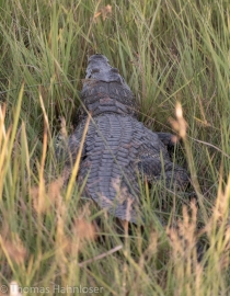 Africa2019-51