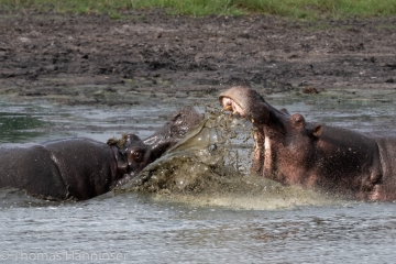 Africa2019-53