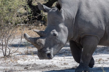 Africa2019-123
