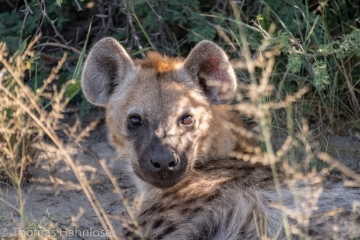 Africa2019-135