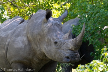 Africa2019-138