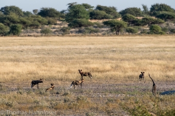 Africa2019-222