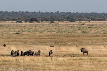 Africa2019-224