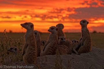 Africa2019-324
