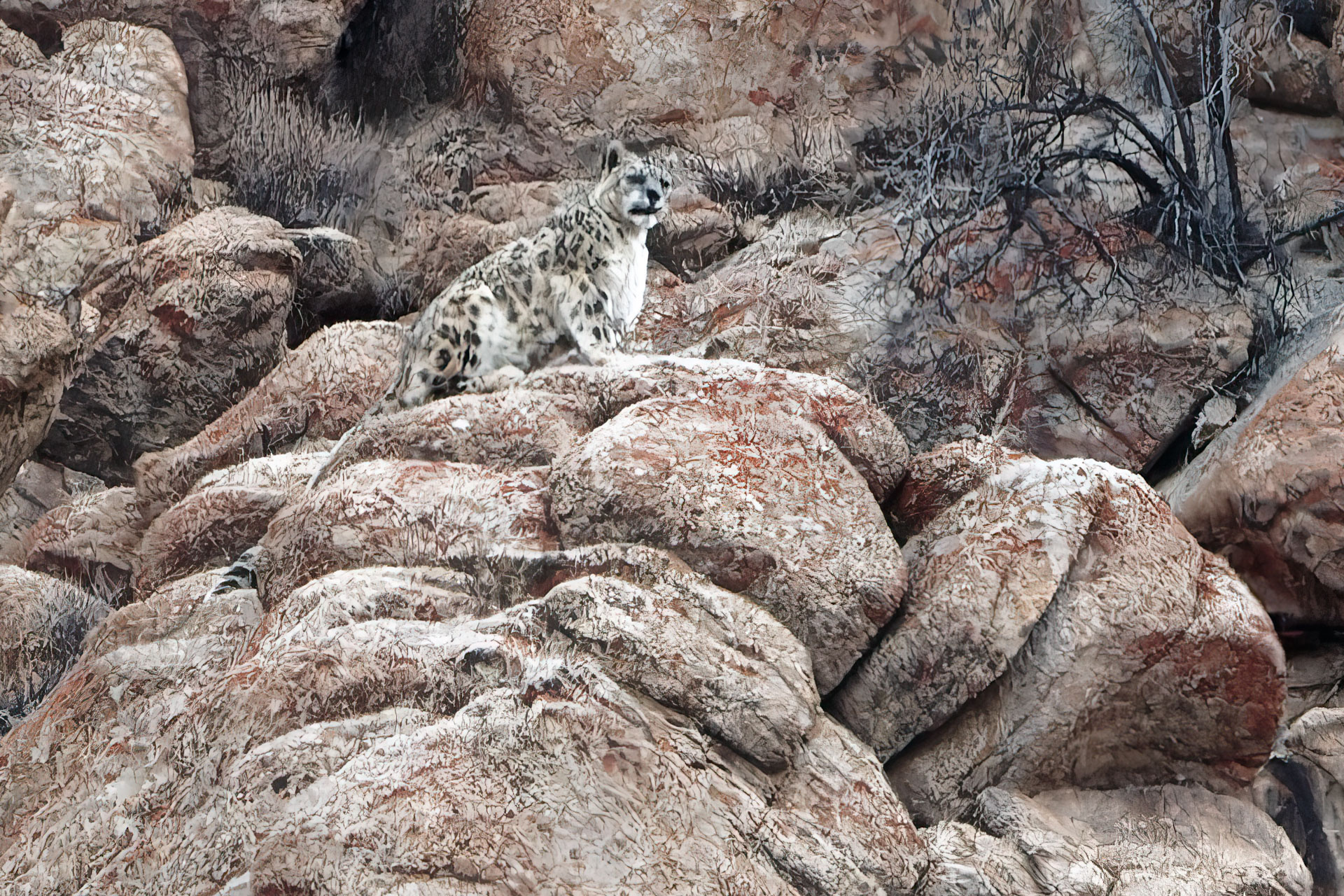 Snowleopards Ladakh