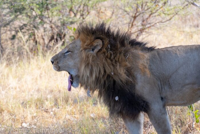 Africa2019-101