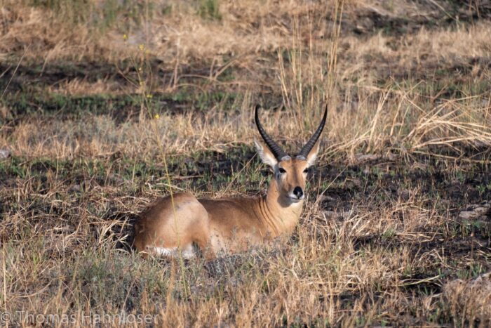 Africa2019-103