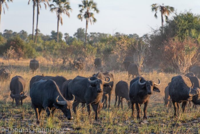 Africa2019-105