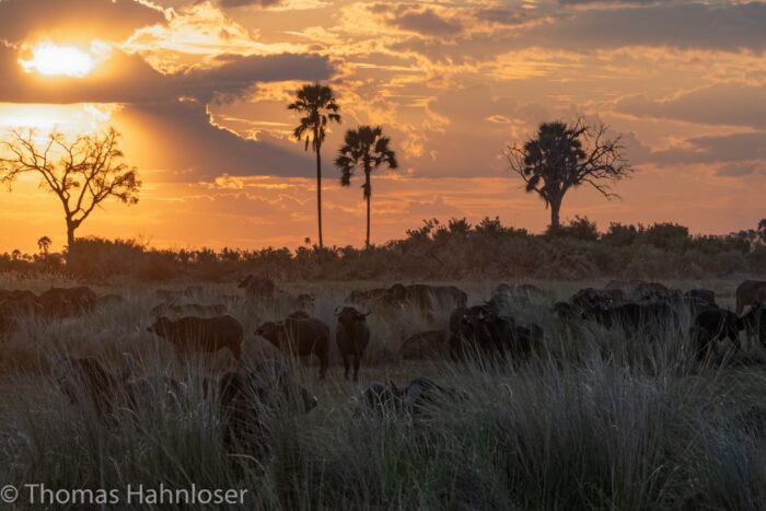 Africa2019-107