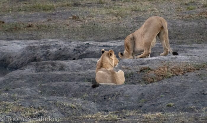 Africa2019-112