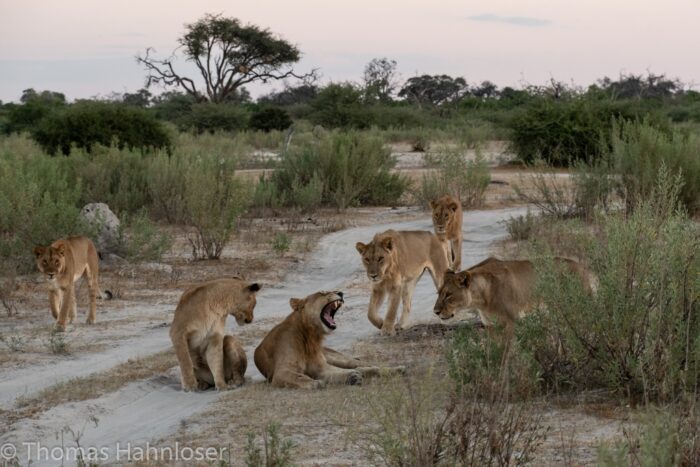 Africa2019-128