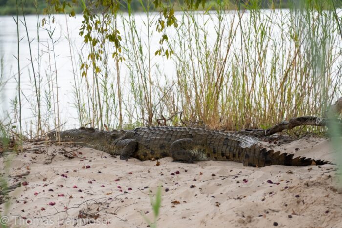 Africa2019-17 Africa2019-17